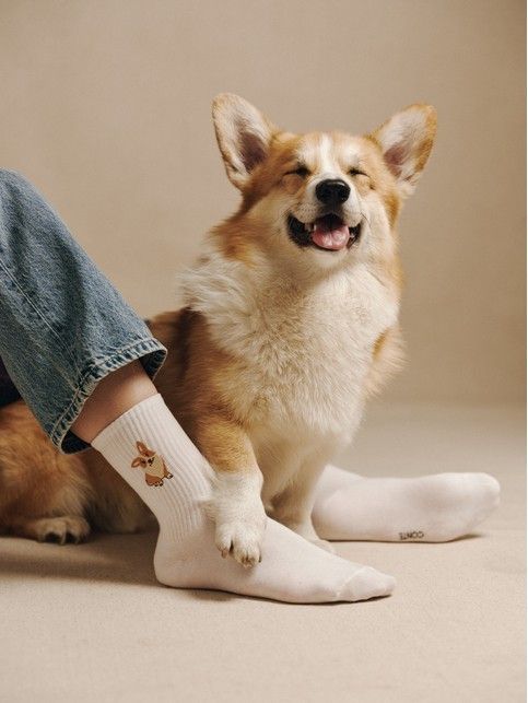 Хлопковые носки с вышивкой «Корги» из лимитированной коллекции BEST FRIENDS - купить в интернет-магазине Conte